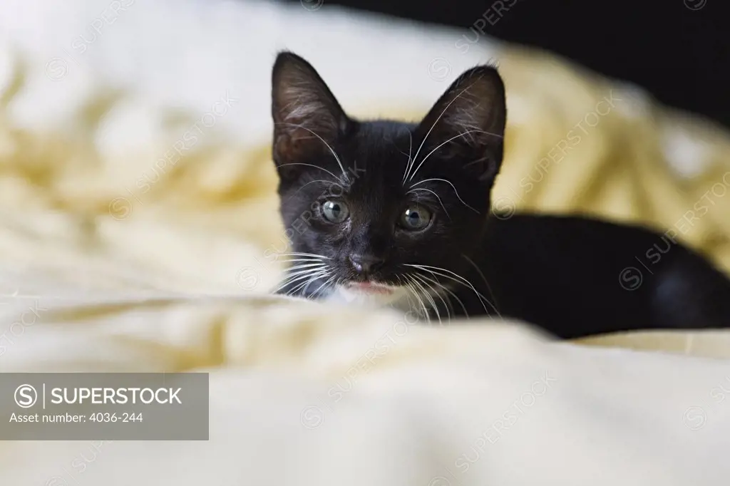 Black kitten relaxing on bed