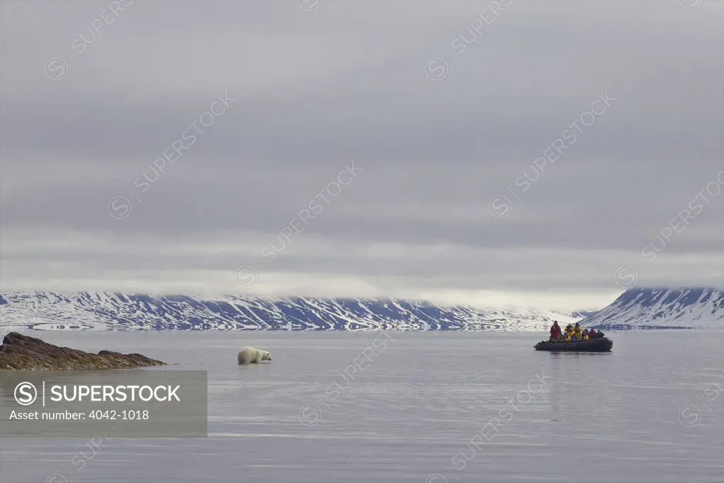 Tourists in zodiac inflatable watching polar bear, Woodfjorden, Spitsbergen, Svalbard Islands, Norway