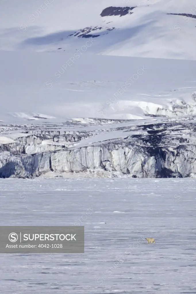 Polar bear hunting on sea pack ice in summer, Hornsund Fjord, Spitsbergen, Svalbard Islands, Norway