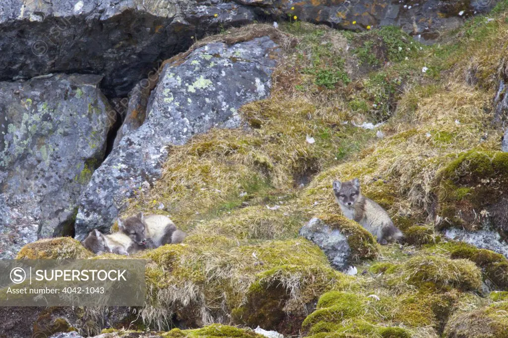 Arctic fox pups (Alopex lagopus) on a rock, Alkehornet, Spitsbergen, Svalbard Islands, Norway