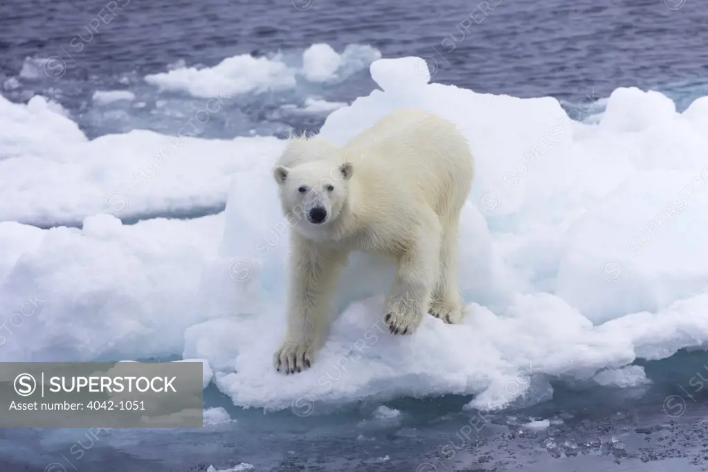 Polar bear (Ursus maritimus) standing on an ice floe, Spitsbergen, Svalbard Islands, Norway
