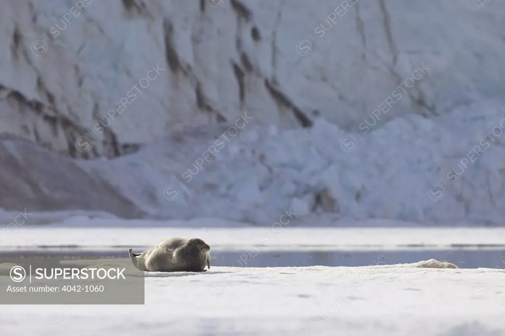 Bearded seal (Erignathus barbatus) on an ice floe, Holmiabukta, Spitsbergen, Svalbard Islands, Norway