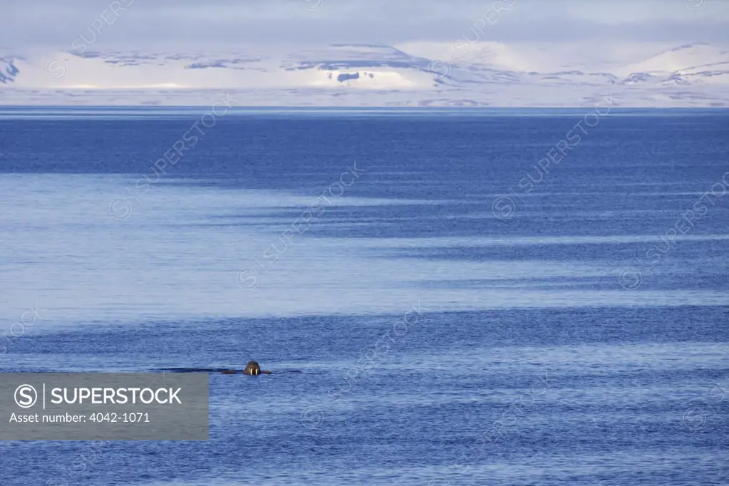 Walrus (Odobenus rosmarus) hunting for fish in ocean, Spitsbergen, Svalbard Islands, Norway