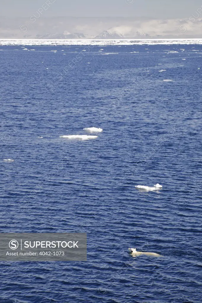 Polar bear (Ursus maritimus) swimming in the ocean, Spitsbergen, Svalbard Islands, Norway