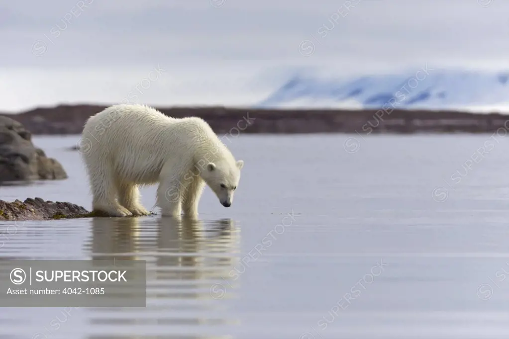 Polar bear (Ursus maritimus) standing on the coast, Woodfjorden, Spitsbergen, Svalbard Islands, Norway