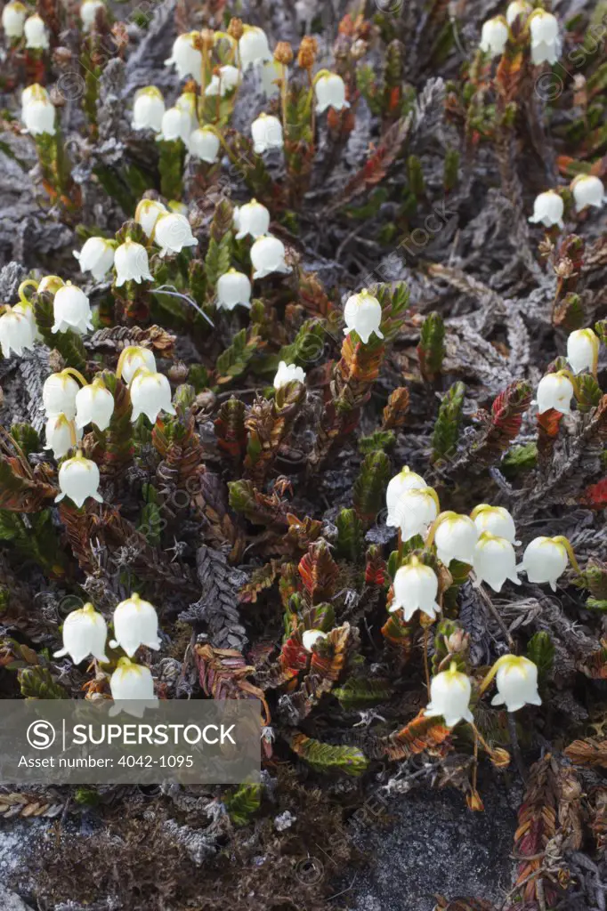 High angle view of Arctic Bell-Heather (Cassiope tetragona) flowers, Spitsbergen, Svalbard Islands, Norway