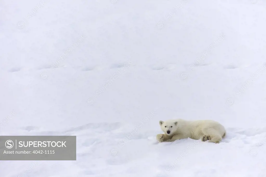 Polar bear cub (Ursus maritimus) resting in snow, Spitsbergen, Svalbard Islands, Norway