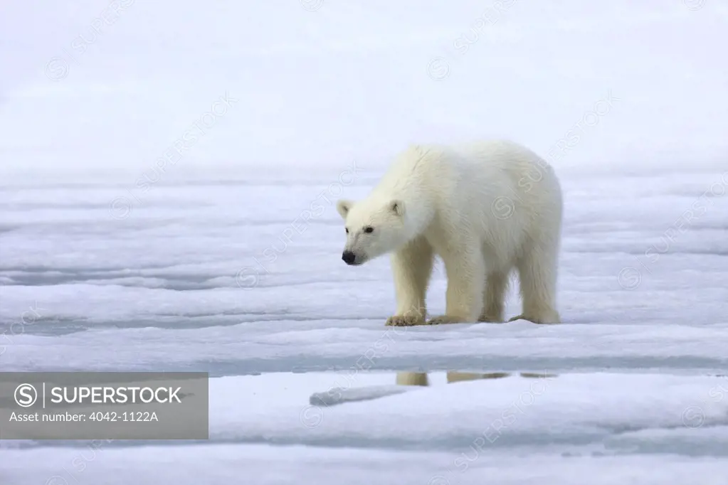 Polar bear (Ursus maritimus) on the coast, Spitsbergen, Svalbard Islands, Norway