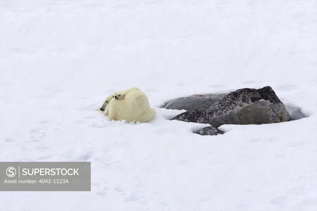 Female Polar bear (Ursus maritimus) resting with its cub in snow, Spitsbergen, Svalbard Islands, Norway