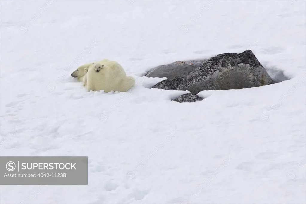 Female Polar bear (Ursus maritimus) resting with its cub in snow, Spitsbergen, Svalbard Islands, Norway
