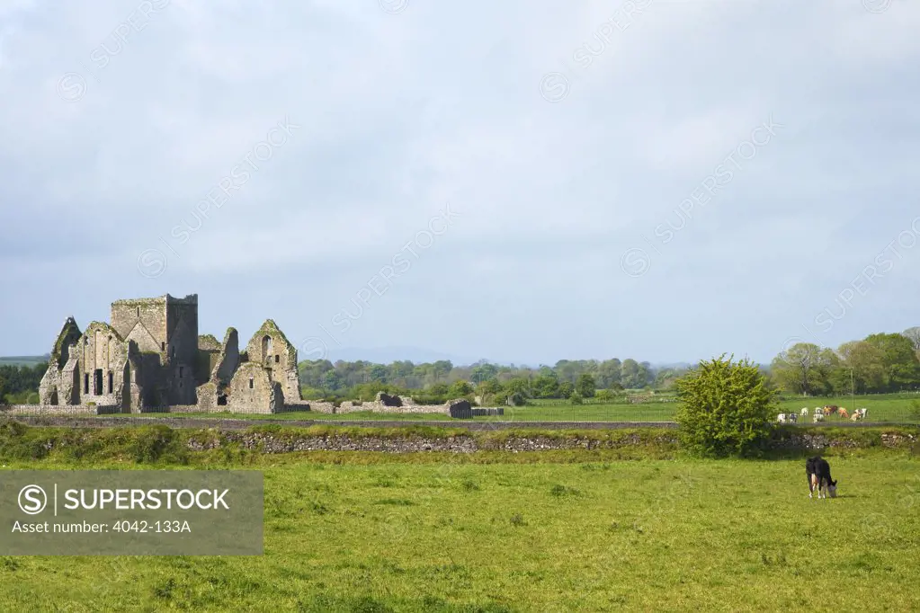 Ruins of an abbey, Hore Abbey, Cashel, County Tipperary, Munster, Republic of Ireland