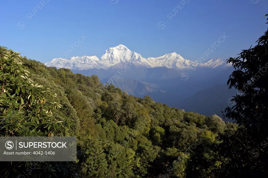 Trees in a forest with mountain range in the background, Dhaulagiri, Annapurna Sanctuary, Himalayas, Nepal
