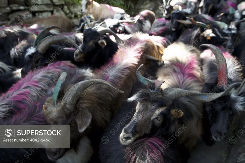 Herd of Mongolian goat, Annapurna Sanctuary, Himalayas, Nepal