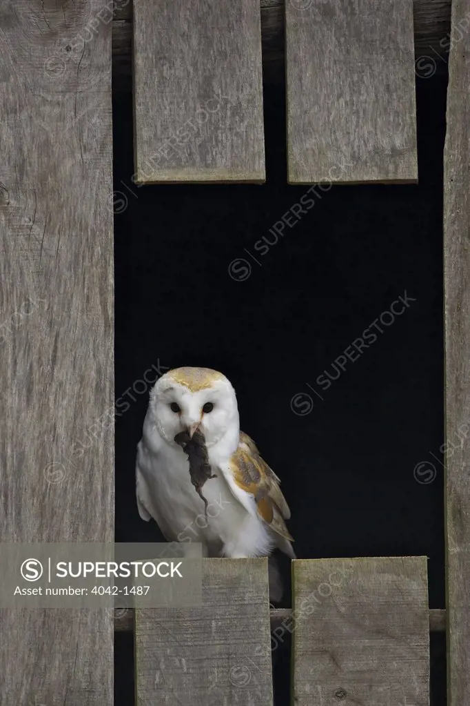Barn owl (Tyto alba) perching on a plank, Gloucestershire, England