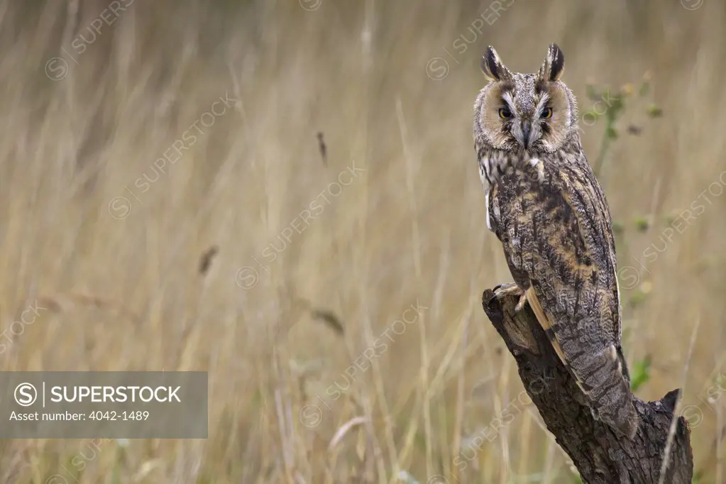 Long-eared owl (Asio otus) perching on s tree stump, Barn Owl Centre, Gloucestershire, England