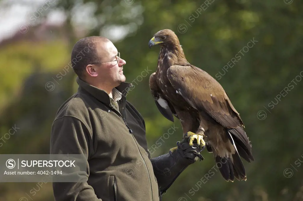 Golden eagle (Aquila chrysaetos) perching on its trainer's hand, Loughborough, England