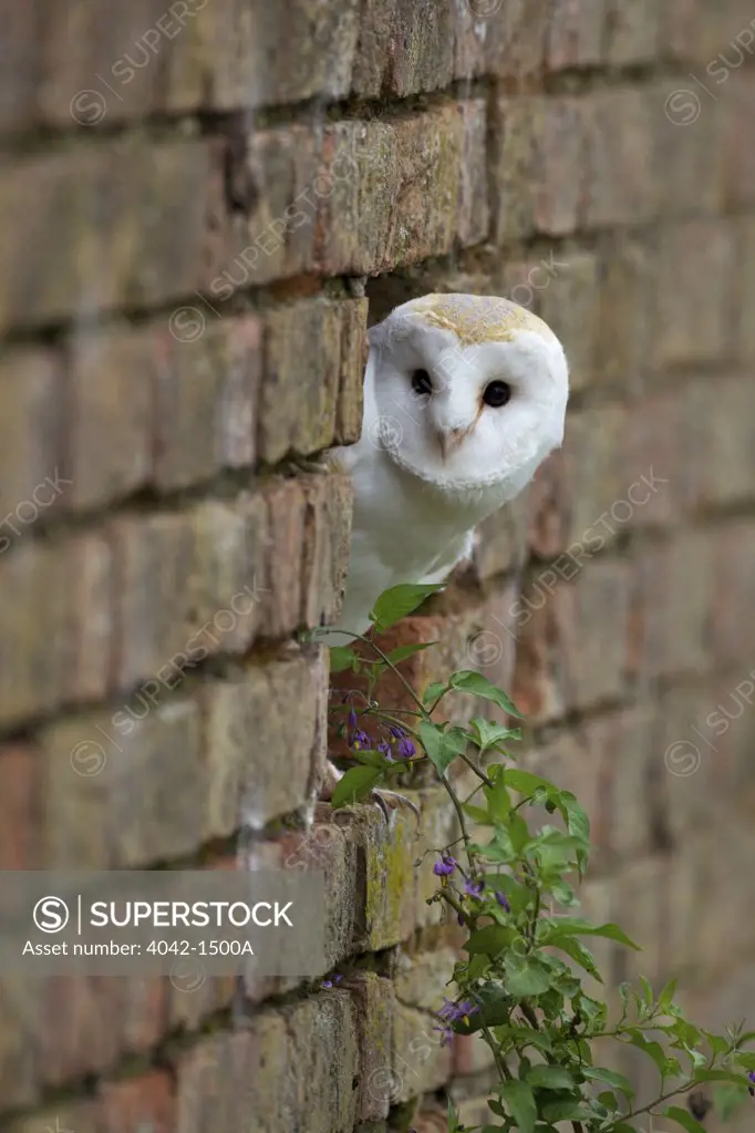 Barn owl (Tyto alba) looking out of a brick wall, Gloucestershire, England