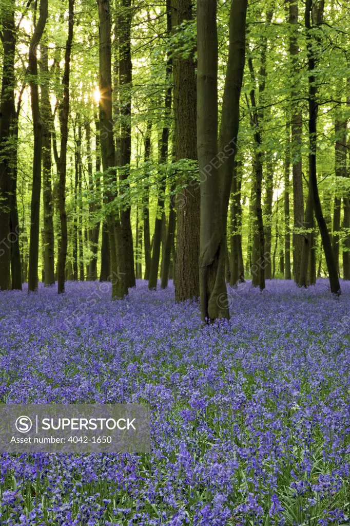 Common Bluebell flowers (Hyacinthoides non-scripta) in a forest, Ashridge, Hertfordshire, England