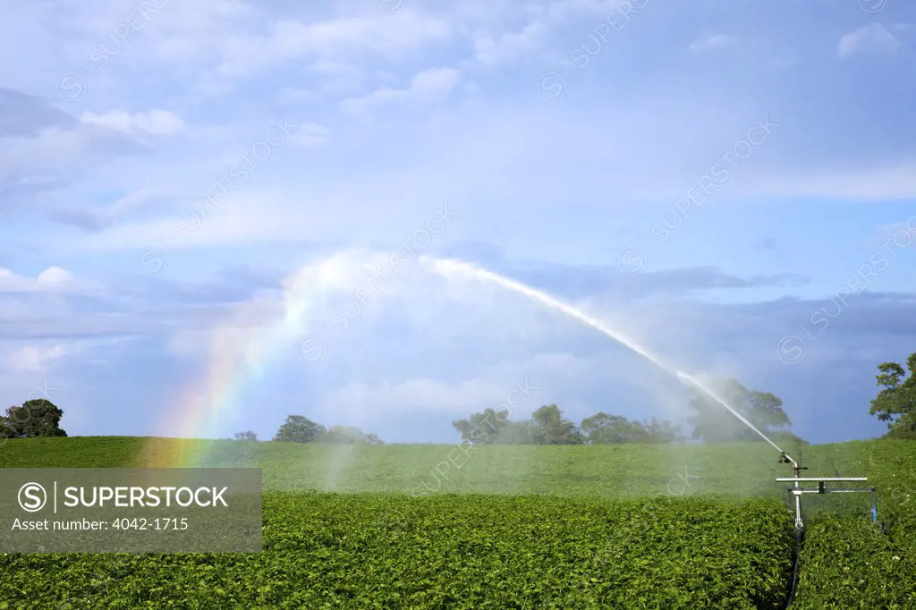 Rainbow forming in spray from a sprinkler on potato crop, Oswestry, Shropshire, England