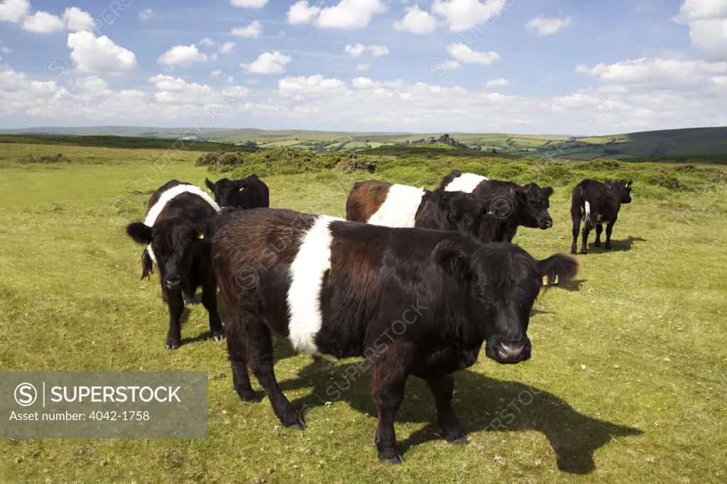 UK, Devon, Dartmoor, near Hound Tor, Belted Galloway cattle on pasture