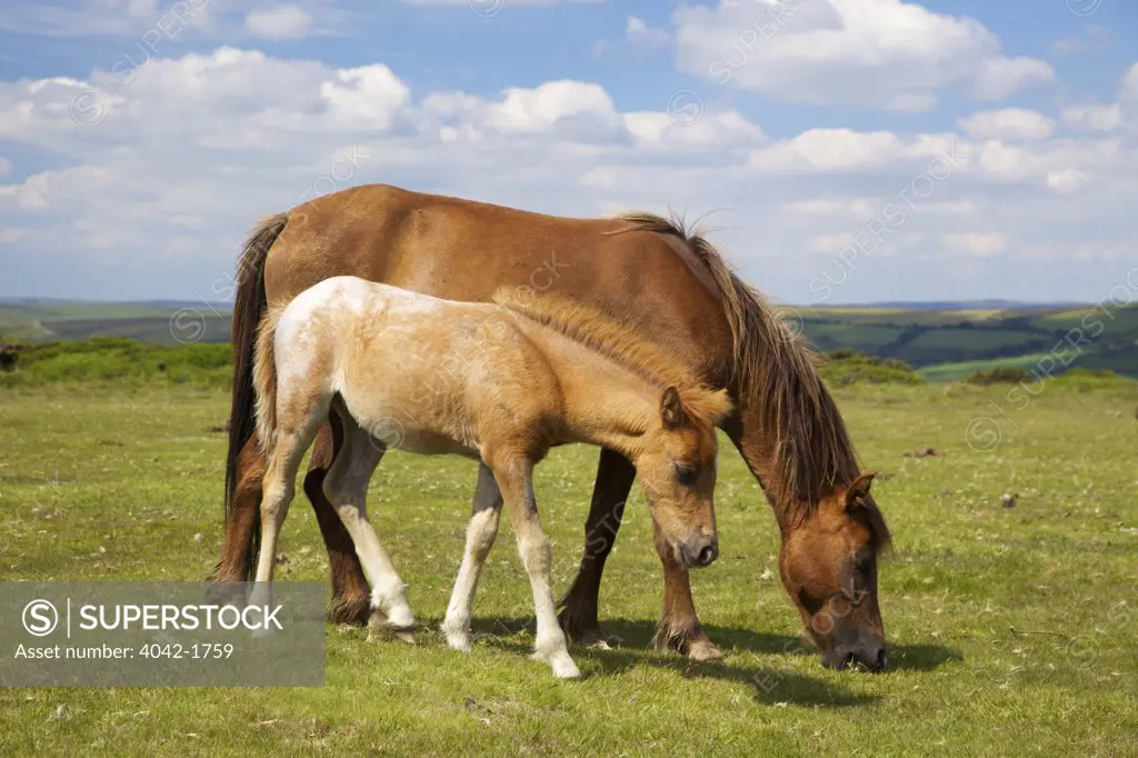 UK, Devon, Dartmoor, near Hound Tor, Dartmoor pony and foal