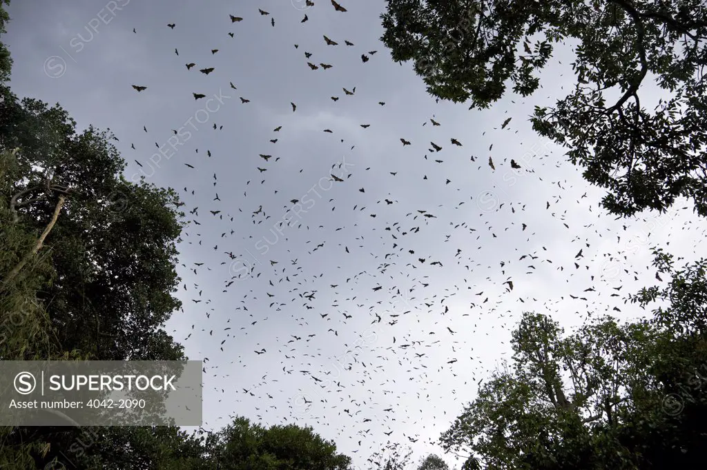 Sri Lanka, Kandy, Peradeniya,  Indian Flying-fox or Greater Indian Fruit Bat, Pteropus giganteus, flying high in sky above Royal Botanical Garden
