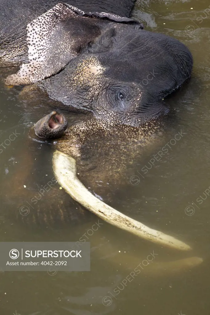 Sri Lanka, Colombo, Viharamahadevi Park, or Victoria Park, Captive Asiatic elephant enjoying bath in Colombo prior to Perahera, Elephas maximus maximus