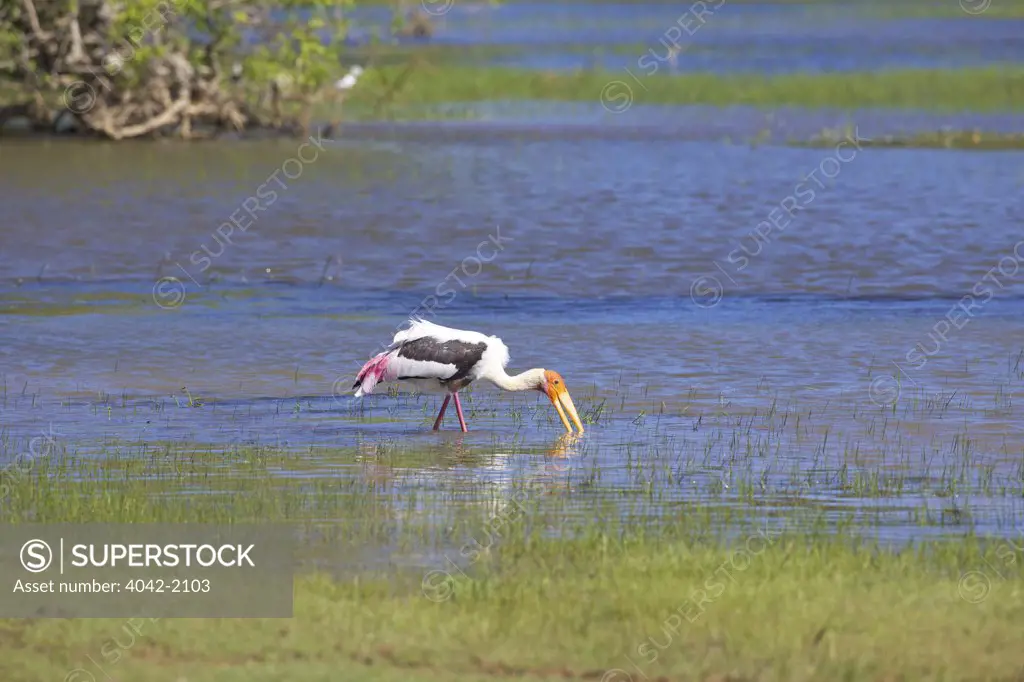 Sri Lanka, Yala National Park, Painted stork (Mycteria Leucocephala) feeding