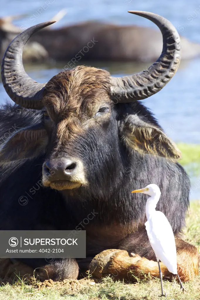 Sri Lanka, Yala National Park, Domesticated Asian Water buffalo (Bubalus bubalis) and Egret