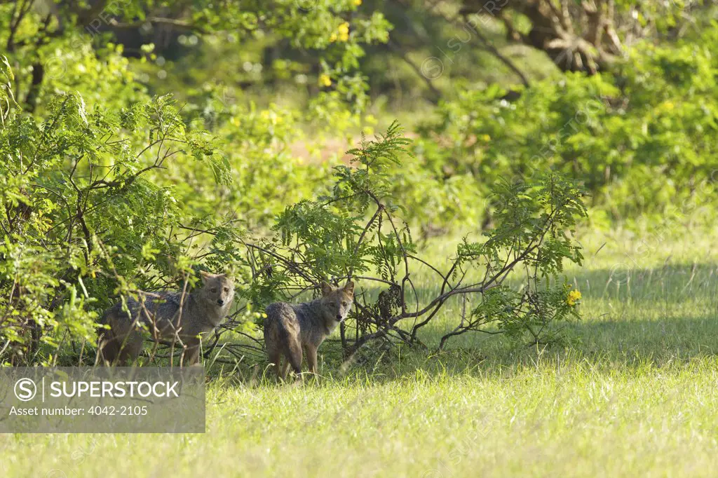 Sri Lanka, Yala National Park, Sri Lankan or Southern Indian Jackal (Canis aureus naria) pair