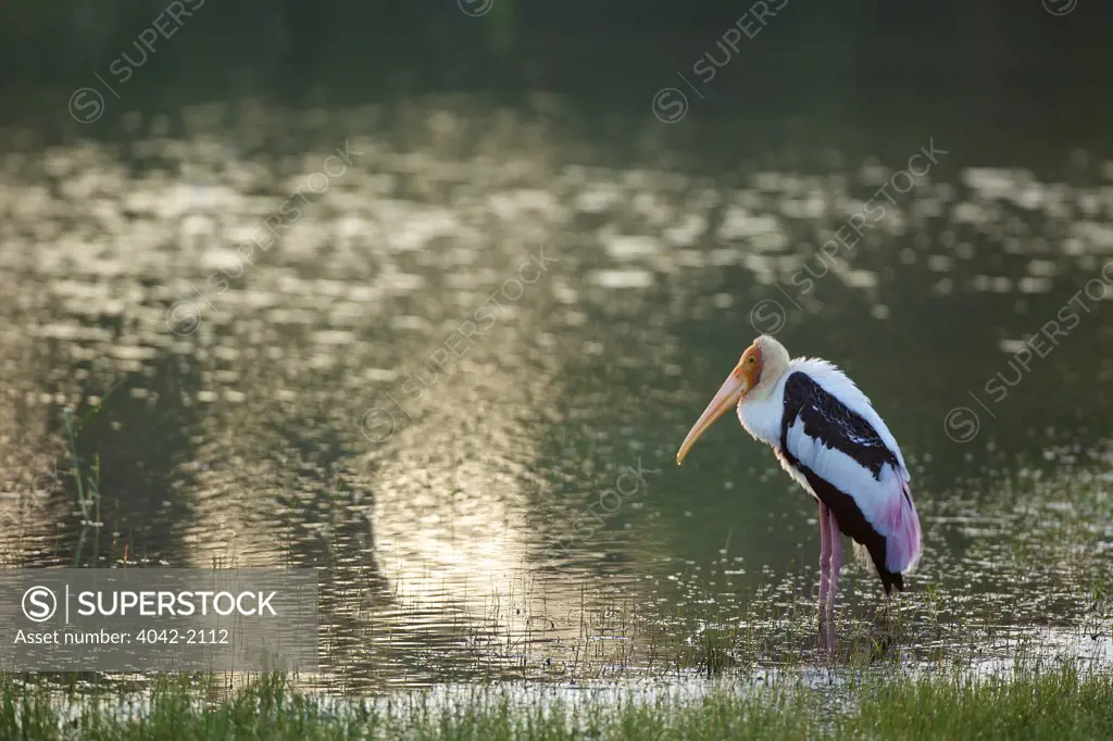 Sri Lanka, Yala National Park, Painted stork (Mycteria Leucocephala)