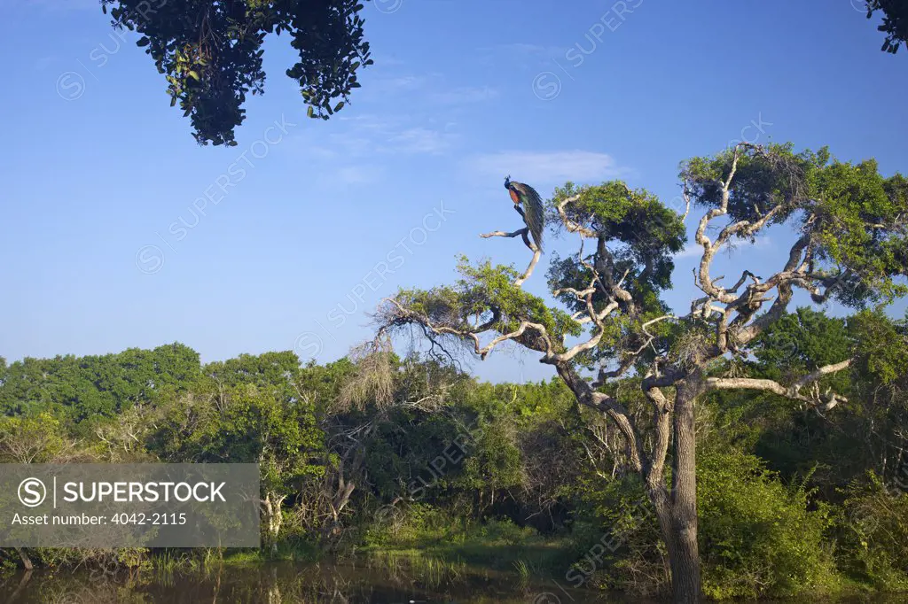 Sri Lanka, Yala National Park, Indian Peafowl (Pavo Cristatus)