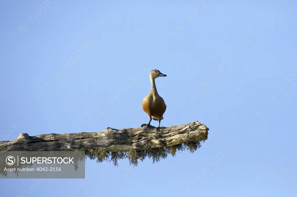 Sri Lanka, Yala National Park, Lesser Whistling-Duck (Dendrocygna Javanica)