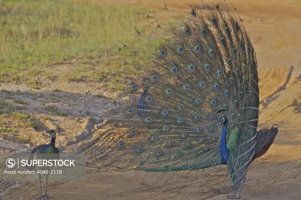 Sri Lanka, Yala National Park, Indian Peafowl (Pavo Cristatus) peacock trying to impress female