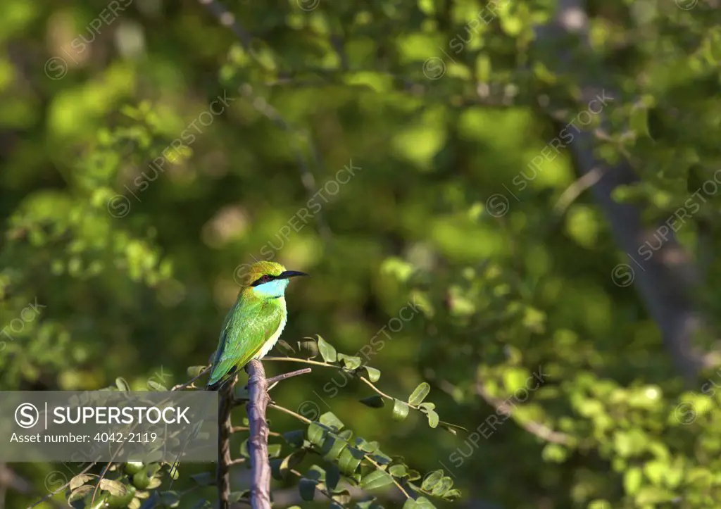 Sri Lanka, Yala National Park, Little Green Bee-eater (Metros Orientalist) perching in tree