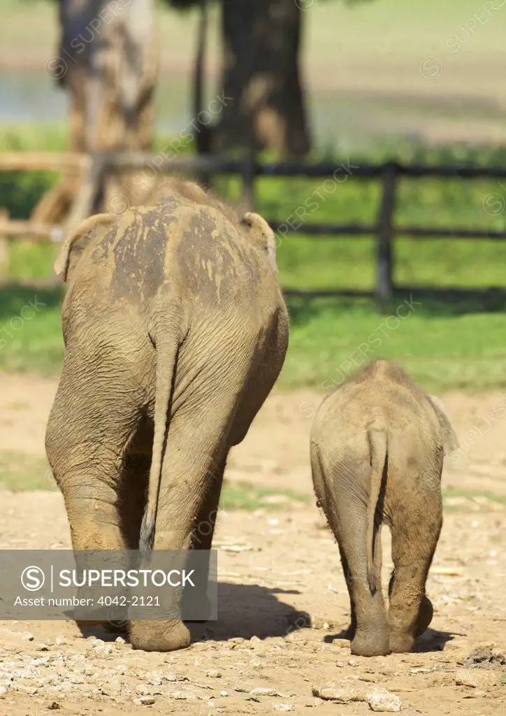 Sri Lanka, Due Wallace Elephant Transit Home, Baby Asian Elephants (Elephas maximus)
