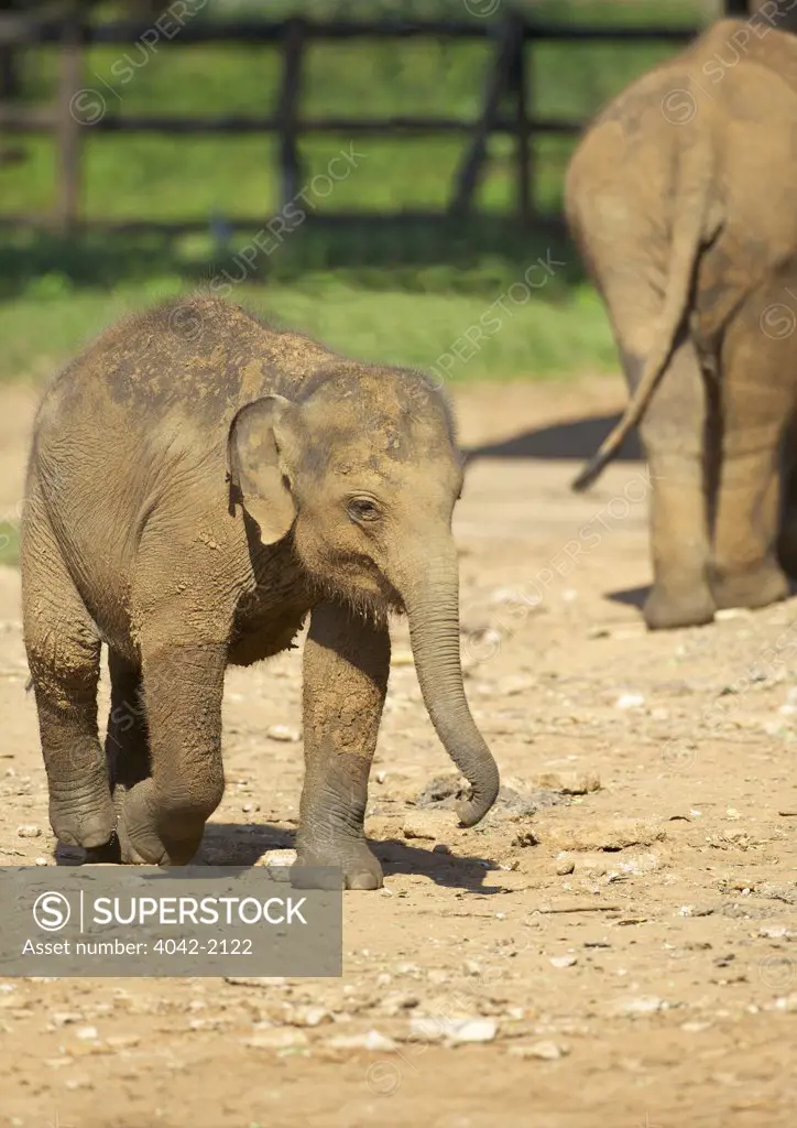 Sri Lanka, Due Wallace Elephant Transit Home, Baby Asian Elephants (Elephas maximus)