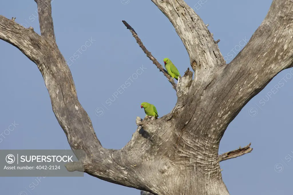 Sri Lanka, Due Wallace National Park, Breeding pair of Ring-necked Parakeets (Psittacula krameri)