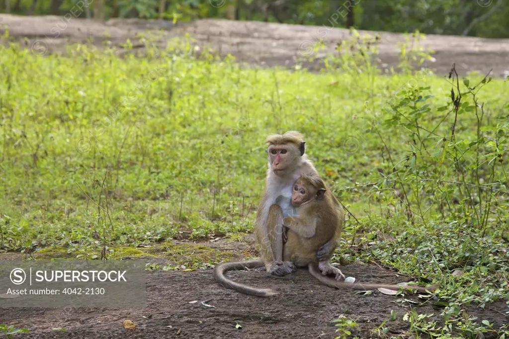 Sri Lanka, Sigiriya, Lion Rock Fortress,  Mother and baby of Toque macaque (Macaca sinica)
