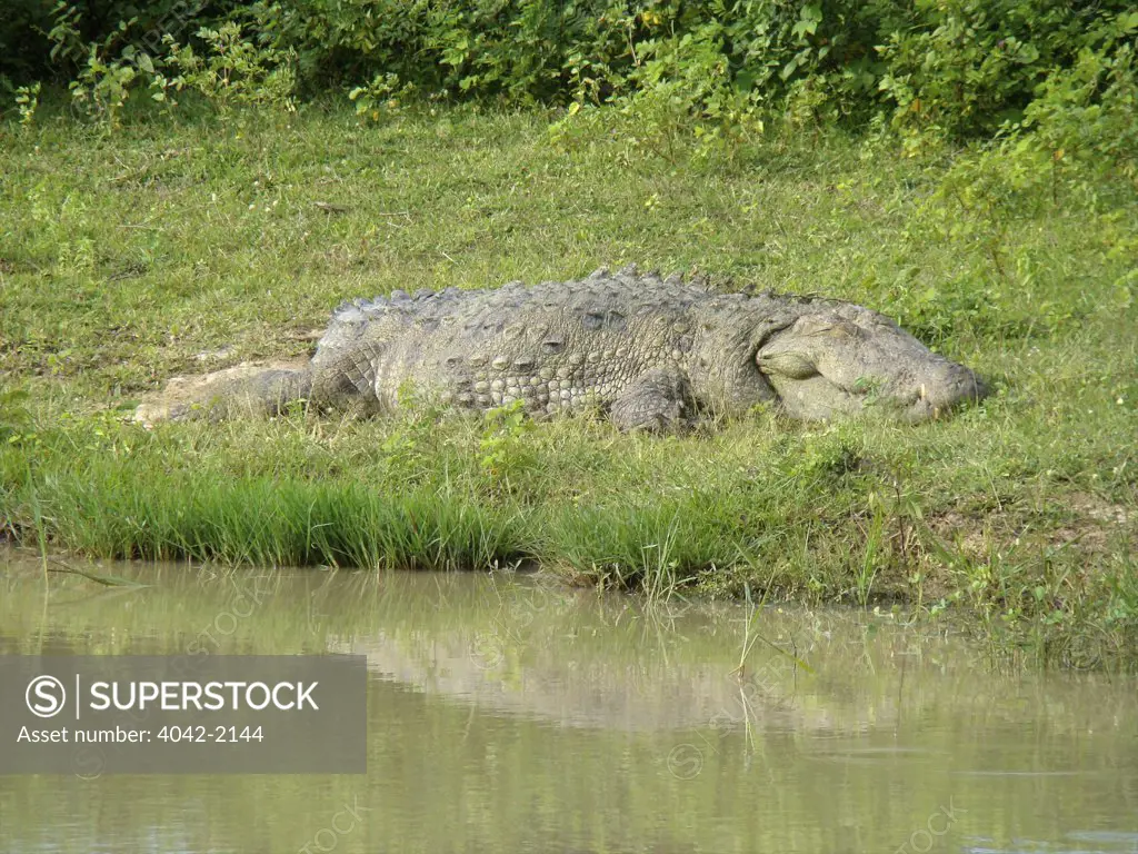 Sri Lanka, Yala National Park, Crocodile