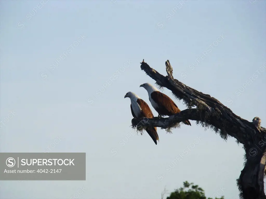 Sri Lanka, Yala National Park, Brahminy Kite (Haliastur indus) breeding pair