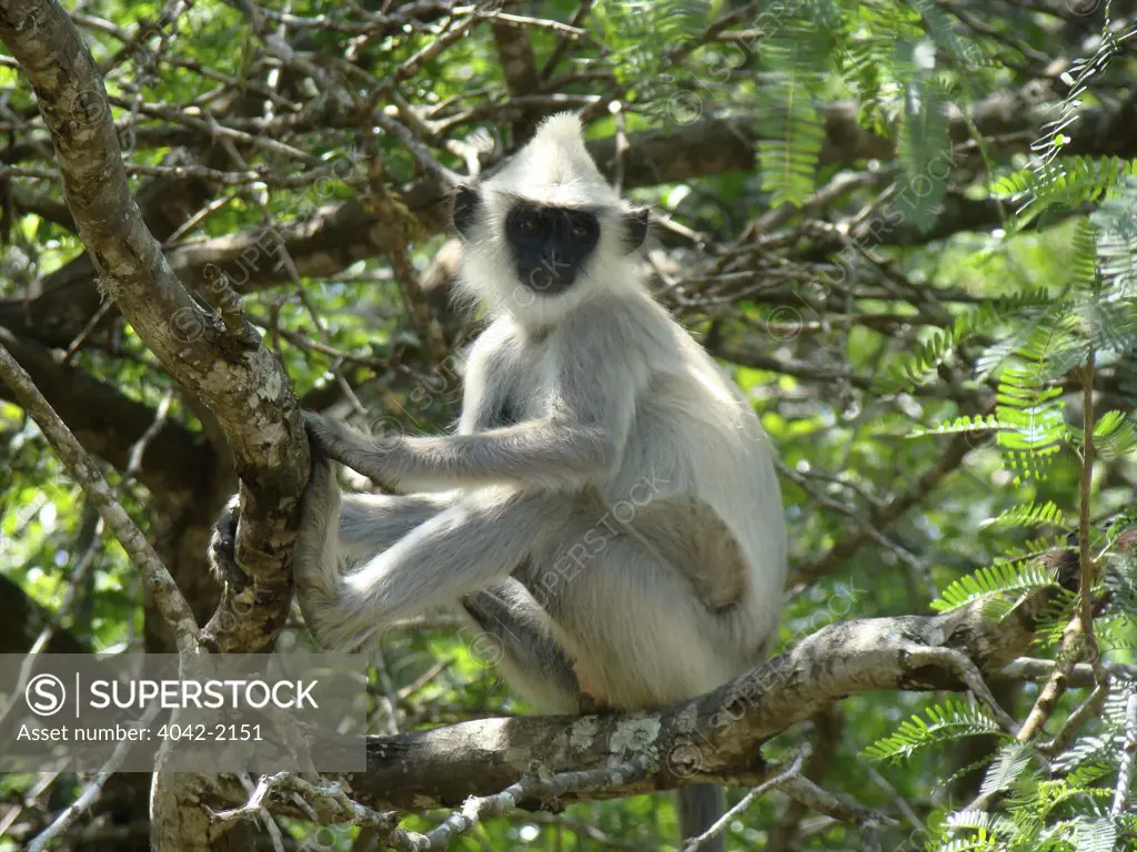 Sri Lanka, Yala National Park, Grey Langur (semnopithecus priam)