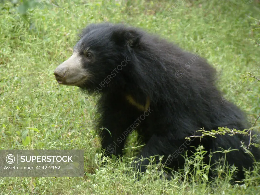 Sri Lanka, Yala National Park, Sloth bear (Melursus ursinus)