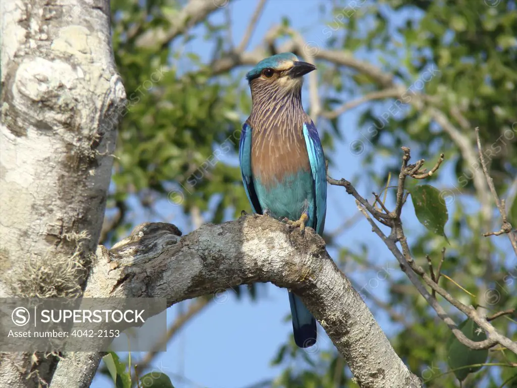 Sri Lanka, Yala National Park, Indian Roller