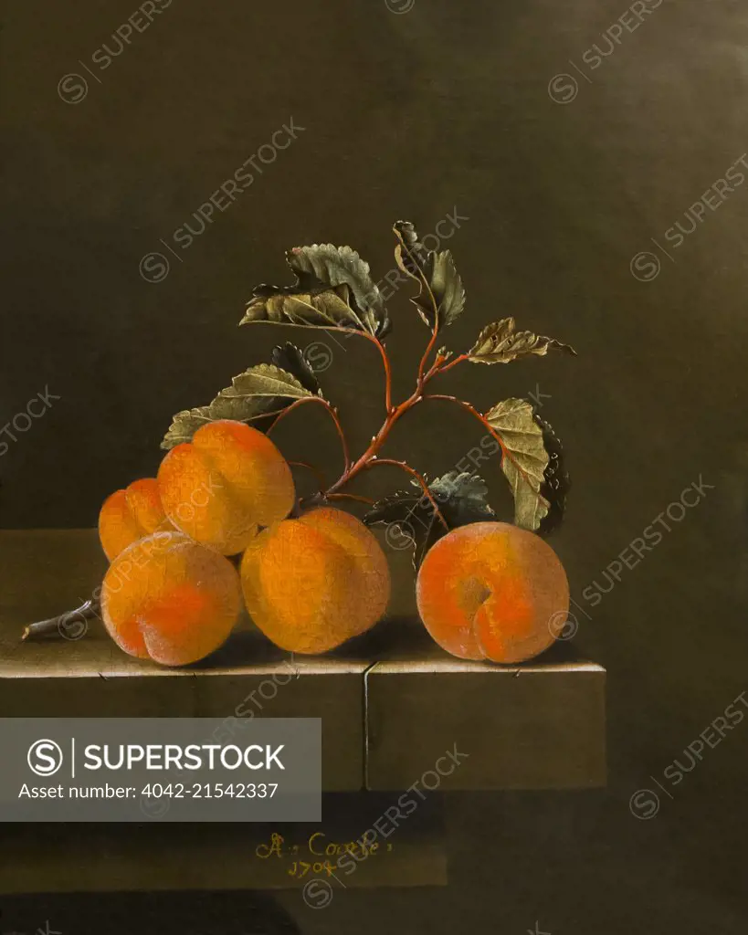 Still Life with Five Apricots, by Adriaen Coorte, 1704, Royal Art Gallery, Mauritshuis Museum, The Hague, Netherlands, Europe