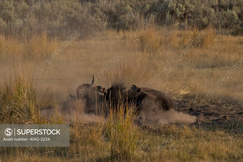 USA, Wyoming, Yellowstone National Park, Lamar Valley, Bison enjoying dust bath