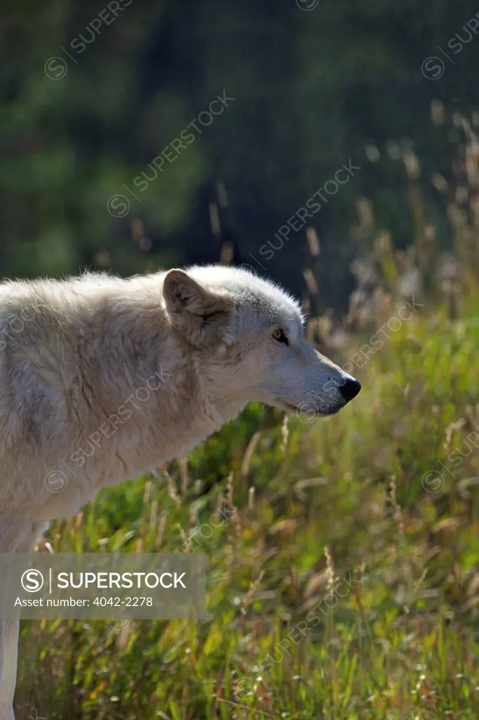 USA, Montana, West Yellowstone, Grizzly and Wolf Discovery Centre, Captive Gray Wolf, Canis Lupus