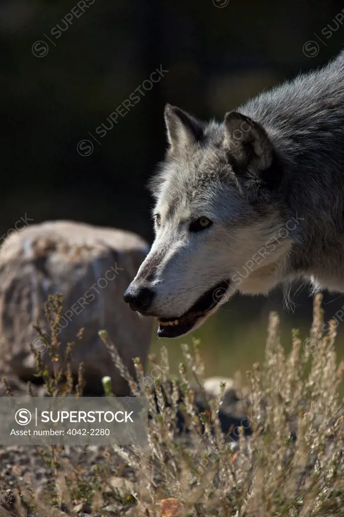 USA, Montana, West Yellowstone, Grizzly and Wolf Discovery Centre, Captive Gray Wolf, Canis Lupus