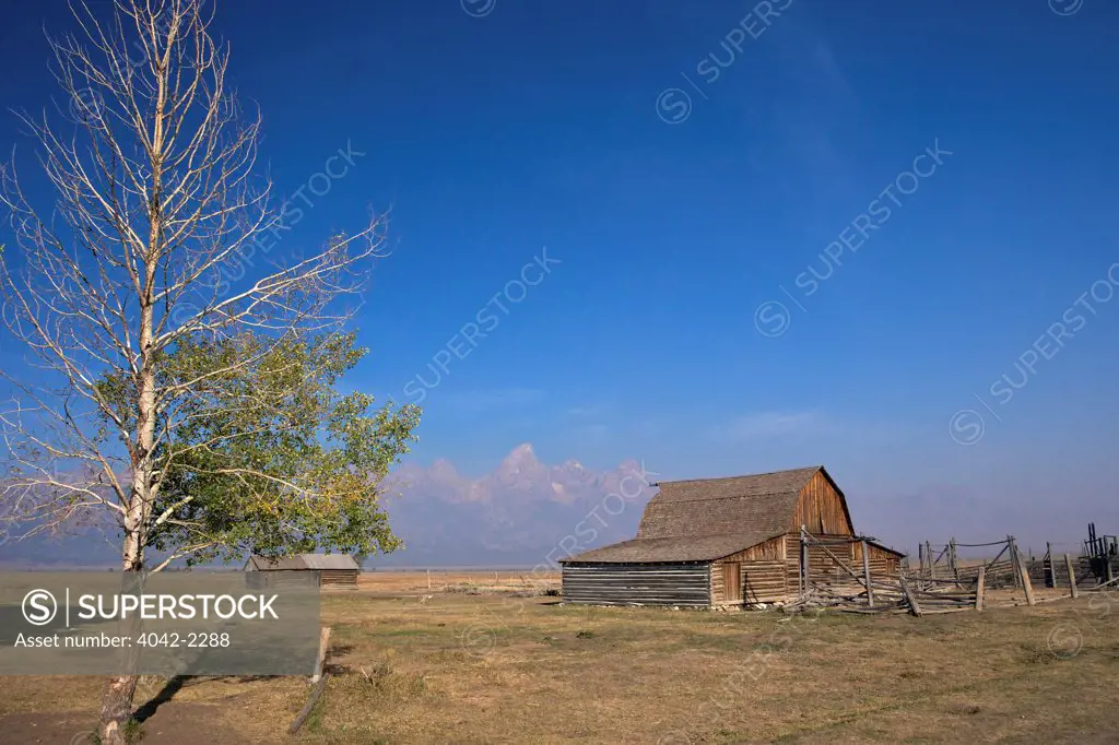 USA, Wyoming, Grand Teton National Park, Mormon Row Historic District, John & Bartha Moulton Homestead, Rural view with barn and tree