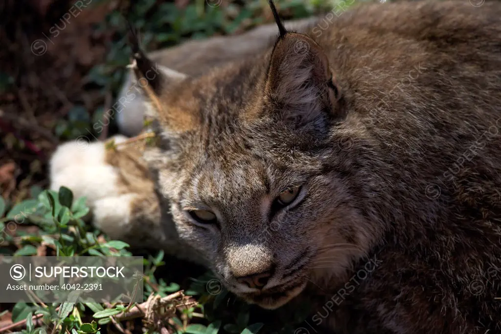 USA, Arizona, Williams, Bearizona Wildlife Park, Portrait of Canadian Lynx (Lynx Canadensis)